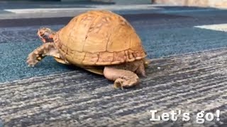 Raspberry roams about Seacoast Science Center