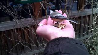 Feeding A Wild Black Capped Chickadee