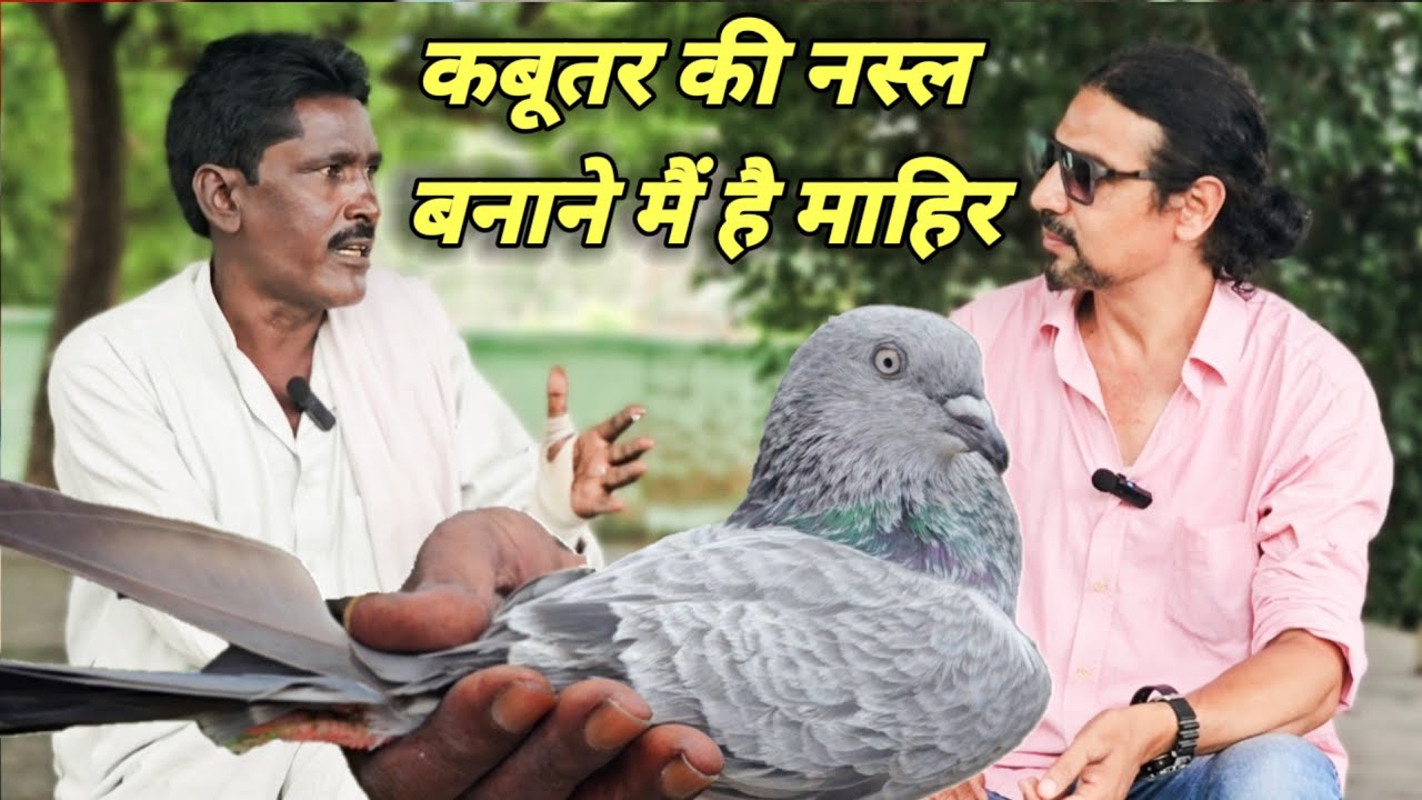 Kabootar Ki Nasl Banane Mai Mahir|कबूतर की नस्ल  बनाने में माहिर|Tonk Ke Bajre Kabootar|Rashid Tonk
