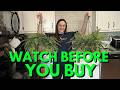 PABREY Fake Ferns Review Outdoor Decor Realistic or Cheap Looking 👀