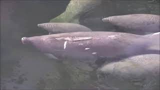 Adoptee Aqua and her calf travel through an aggregation