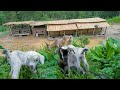 Do farming and grow rice, graze goats and plant flowers in the yard / Life Living Nature - Days 27