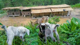 Do farming and grow rice, graze goats and plant flowers in the yard / Life Living Nature - Days 27