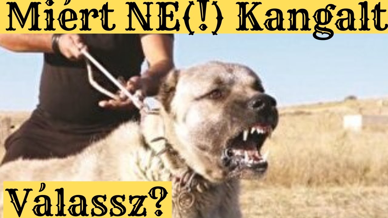 Miért NE(!) KANGAL-t válassz!