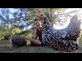 Mid August Garden Tour and Chasing Chickens!