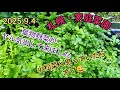 家庭菜園・札幌、、、「本領発揮の葉物野菜」&「小松菜と思ったらカブでした」&「収穫野菜の料理」