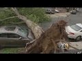 Severe Storm Brings Tree Down In Philadelphia