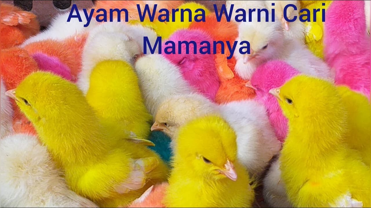  ANAK AYAM LUCU  WARNA WARNI SEHAT MINUM Eps 3 YouTube