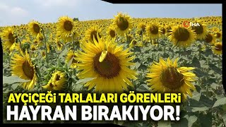 Ayçiçekleri Açtı, Fotoğraf Tutkunları Tarlalara Koştu