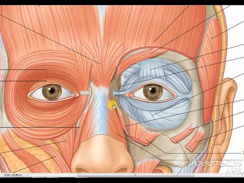 Video: Orbicularis Oculi Muskelfunktion, Herkunft & Anatomie - Körperkarten