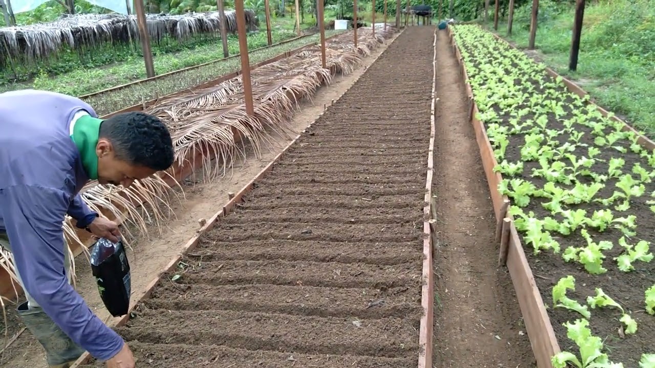 sameando um canteiro de coentro.                #hortaliça # Agricultura #família #