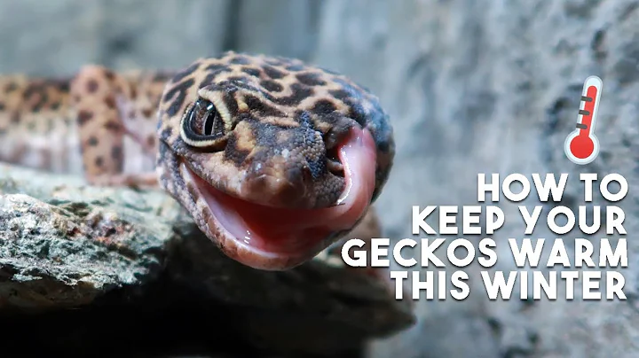 How To Keep Your Reptiles Warm In Cold Weather