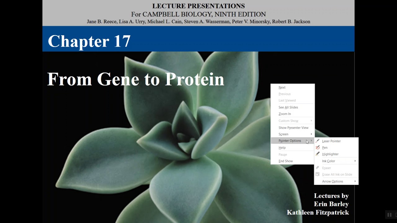 Biology  chapter 17 gene expression