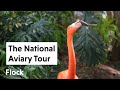 Imagine an aviary like this  ep 245