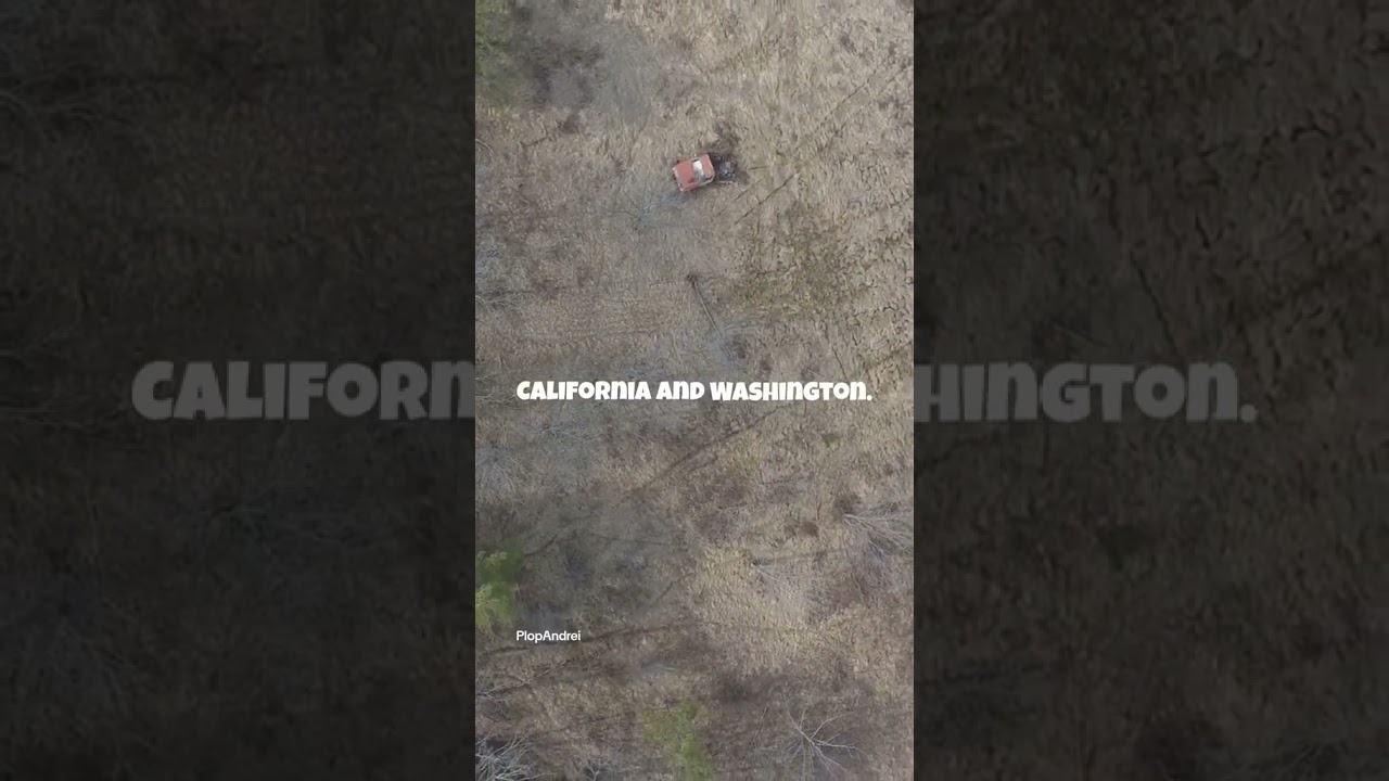 Meet Archie Aldis Emmerson: Timber Tycoon 