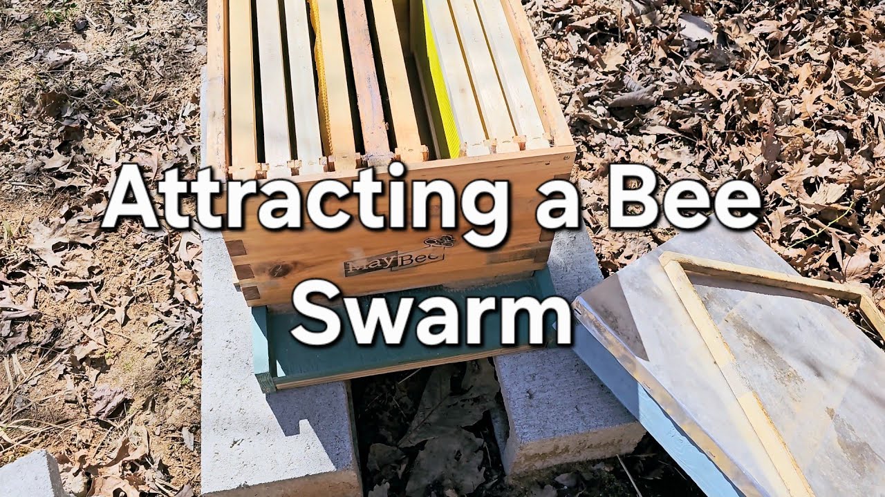 Restarting My Hive - YouTube
