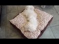 Como fazer cama para Cachorro em 20 minutos