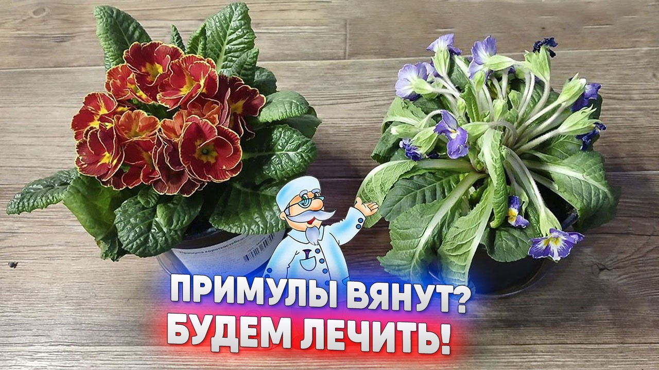 Примулы вянут? Будем лечить!