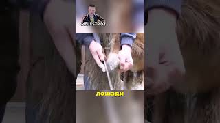 спасение пони #shorts#лошади#животные#shortsvideo