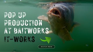 POP UP BAIT PRODUCTION - Ultra Buoyant - Carp Fishing