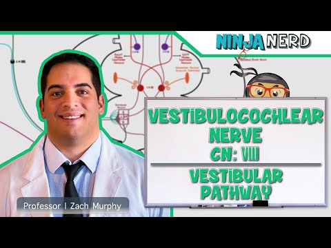 న్యూరాలజీ | వెస్టిబులోకోక్లియర్ నాడి | కపాల నాడి VIII: వెస్టిబ్యులర్ పాత్‌వే