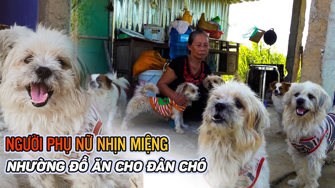 Kì lạ người phụ nữ không nhà sống 1 mình cưu mang cả đàn chó, có con sắp vào lò mổ