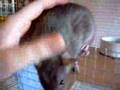 Kissing rat