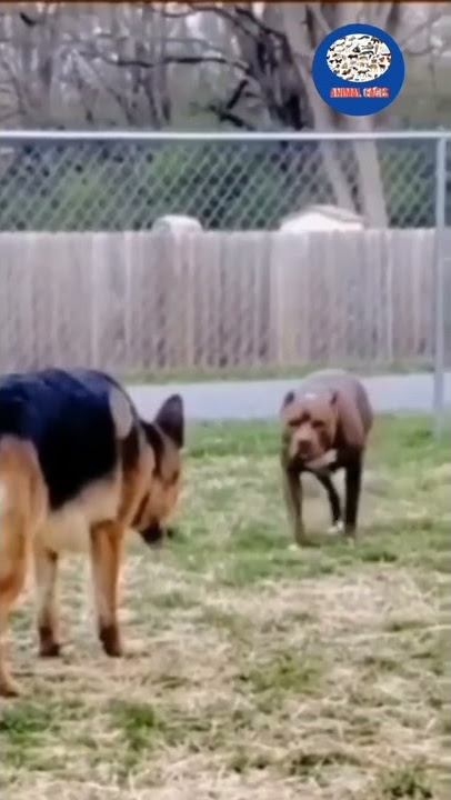 Lucu bikin ngakak , anjing berkelahi 😂