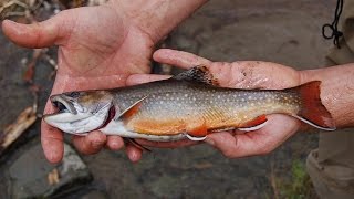 FALL FLYFISHING-WILD BROOK TROUT