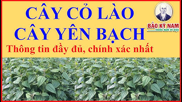Cây Cỏ Lào, Cây Yên Bạch, Eupatorium odoratum | Thông tin chính xác nhất