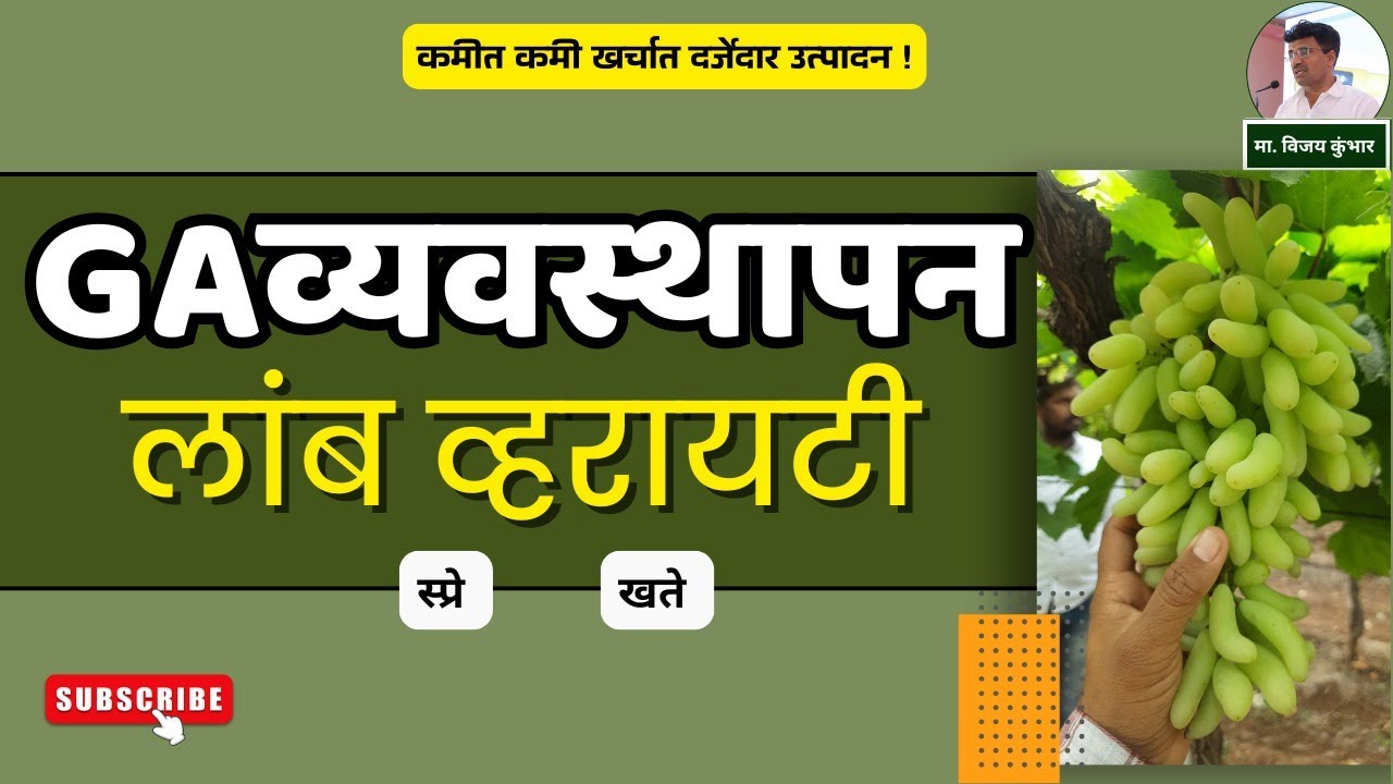 मणी लांब करण्याचे शेड्यूल... | VijayKumbharYashAgroLab | #grape #द्राक्षे #लांबमनी #शेती