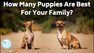 How Many Puppies Are Best For Your Family? by VetChat 21 views 5 years ago 1 minute, 28 seconds