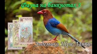 Фауна на банкнотах 3. Эндемики Шри-Ланки на банкнотах 1979 года выпуска // Коллекция банкнот.