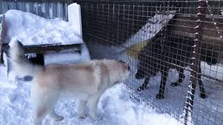 Аляскинский маламут против Волка