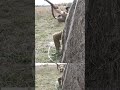 Wind and Dust clip 2