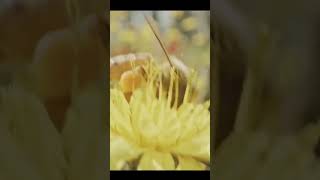 honey bee viral interestingfacts telugu