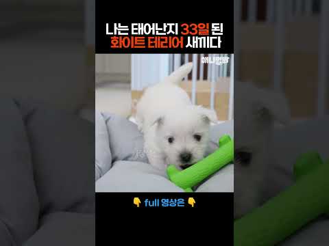 태어난 <strong>지</strong> 33일 된 화이트 테리어 새끼 #애니멀봐 #<strong>shorts</strong>