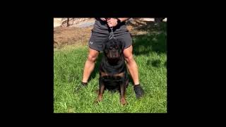 Rumpi Vom Beni The Bear Who Our Rottweilers Descend From Giant Rotts Kennel Looks Just Like Samson