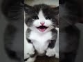 اصوات قطط ي اطفال روعه قطط قطط مضحكه اطفال