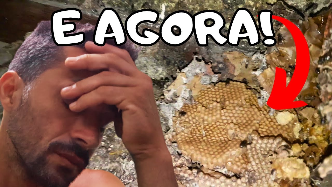 Desafio URBANO: Resgate da Abelha BOCA DE SAPO com Túnel de 1 Metro!