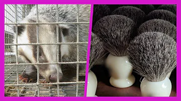 Are animals killed to make brushes?