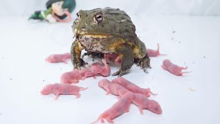 African bullfrogs are all you can eat for baby hamsters【WARNING LIVE FEEDING】