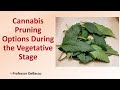 Cannabis pruning options during the vegetative stage