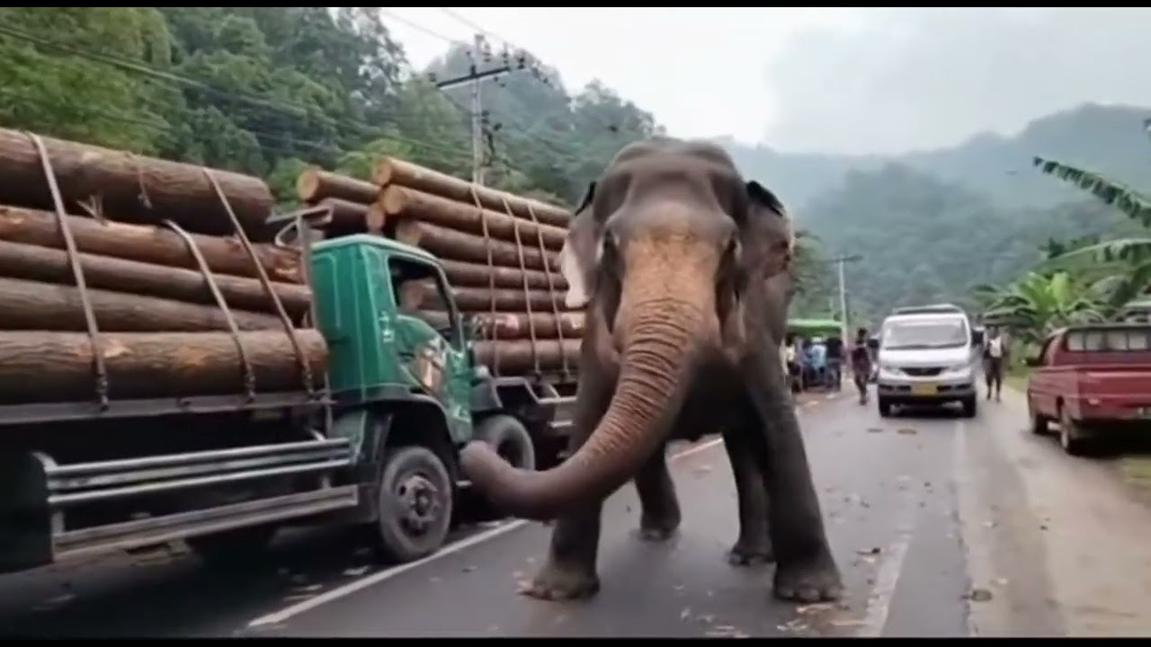 Amarah Raksasa Hutan! Gajah Ngamuk di Jalan dan Serang Truk Kayu