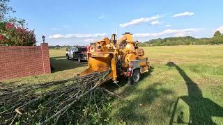 Bandit wood chipper is a BEAST- 2 trees in under 15 minutes!!!!
