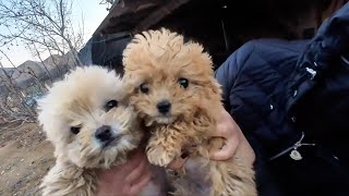 The owner drove and abandoned them far away. They had to search for food in the garbage dump. by pawsflare 654,862 views 2 months ago 8 minutes, 17 seconds