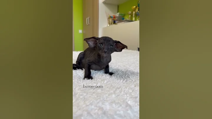 Watch the video about 🦇 #eastern_grace #cat #kitten #cute #sphynx #pets #animals #catlover #love
