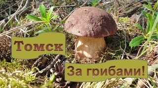 За грибами!Томск.Россия.Западная Сибирь.For Mushrooms!Tomsk.Russia.Western Siberia.