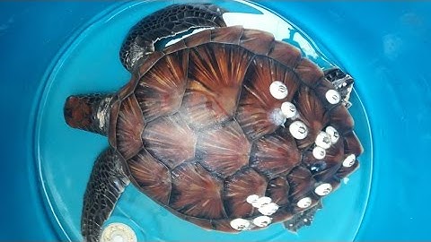 Quảng Nam: Thả rùa biển quý hiếm mắc lưới ngư dân [Tin tức trong ngày]