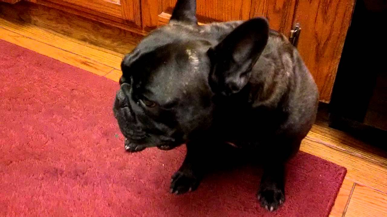 Funny French bulldog YouTube